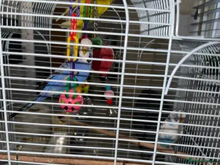 Budgerigars birds Budgies - Advert 7