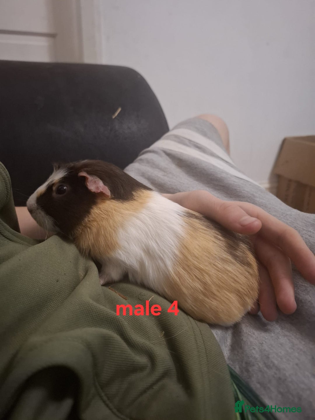 Guinea Pig rodents for sale: 13 guinea pigs mixed breed - Advert 40