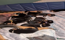 Rottweiler dogs for sale: Rottweiler puppies  - Image 2