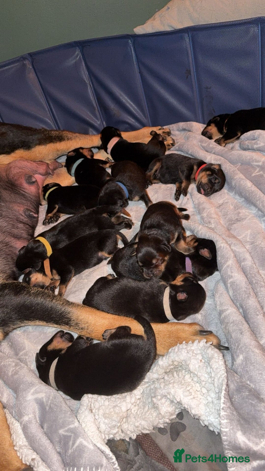 Rottweiler dogs for sale: Rottweiler puppies  - Image 2