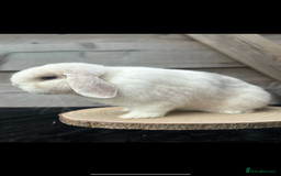 Mini Lop rabbits for sale: MiniLop doe and buck  - Advert 5