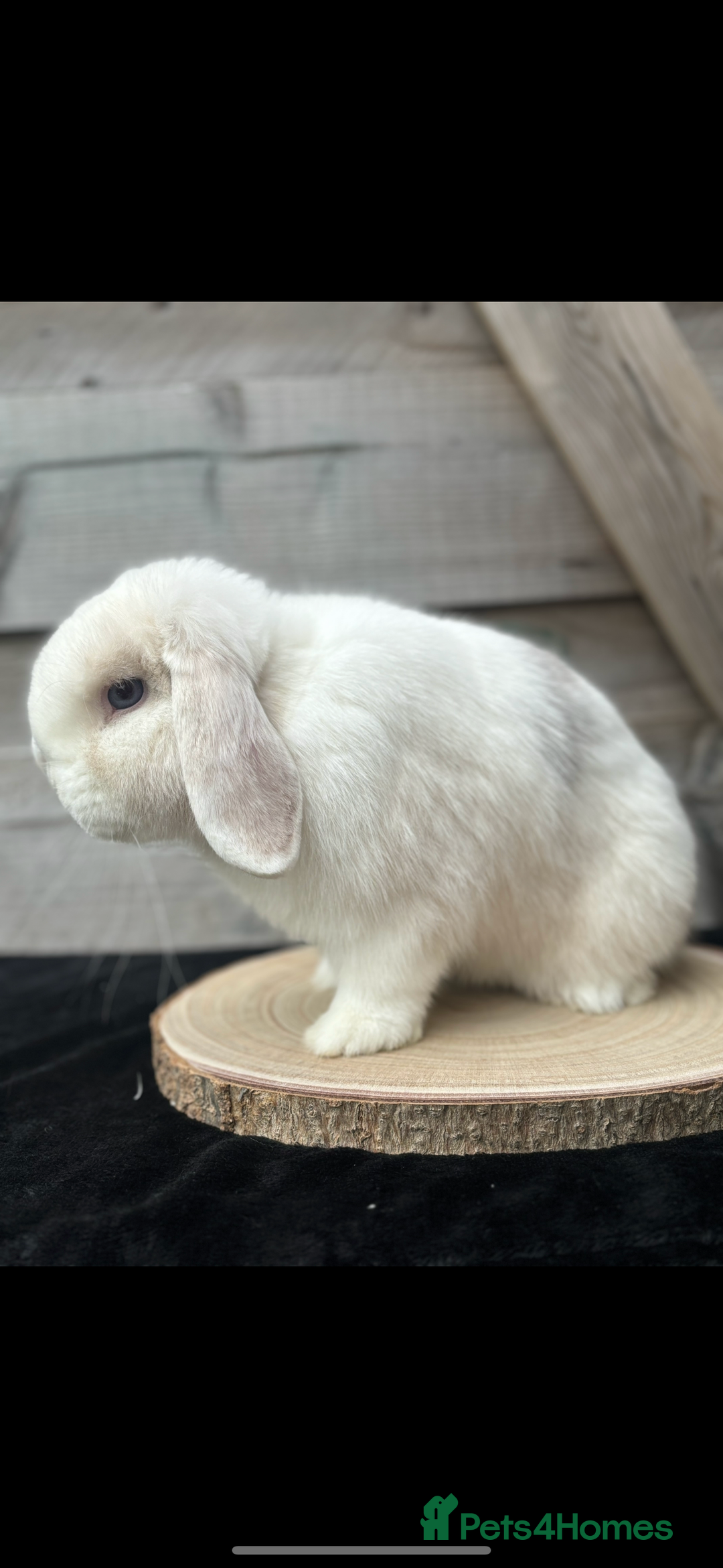 Mini Lop rabbits for sale: MiniLop doe and buck  - Advert 5