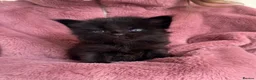 Maine Coon cats for sale: SHOW QUALITY MAINE COON KITTENS - Advert 5