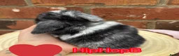 Mini Lop rabbits for sale: Pure bred pedigreed mini lops  in Leeds - Advert 10