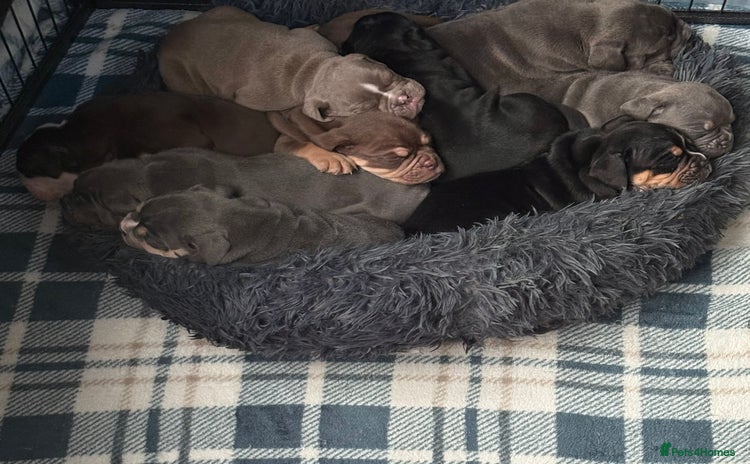 Olde English Bulldogge dogs - Advert 1