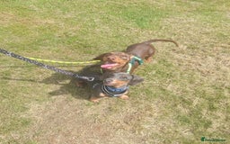 Miniature Dachshund dogs for sale: 2 miniature dachshund brothers different littters - Advert 1