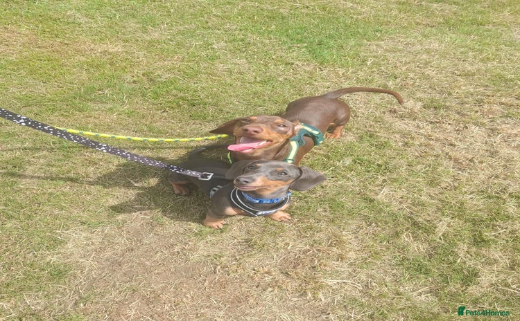 Miniature Dachshund dogs 2 miniature dachshund brothers different littters - Advert 1