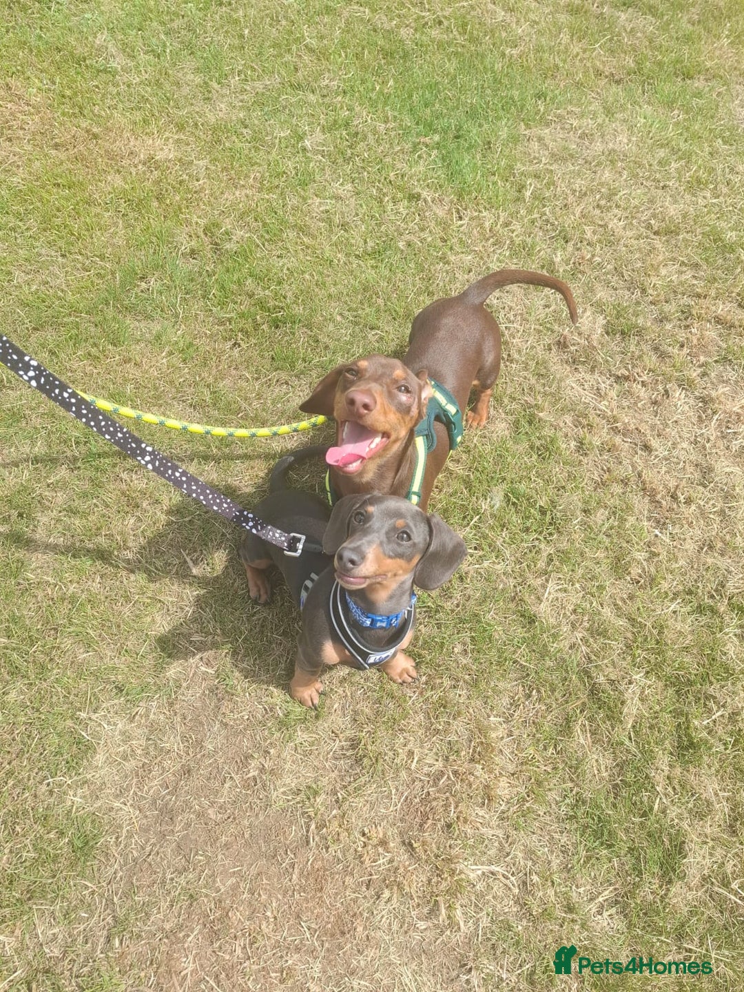 Miniature Dachshund dogs for sale: 2 miniature dachshund brothers different littters - Advert 1