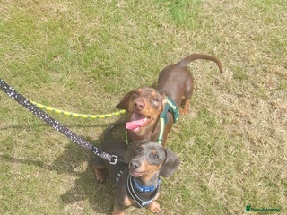 Miniature Dachshund dogs for sale: 2 miniature dachshund brothers different littters - Advert 1