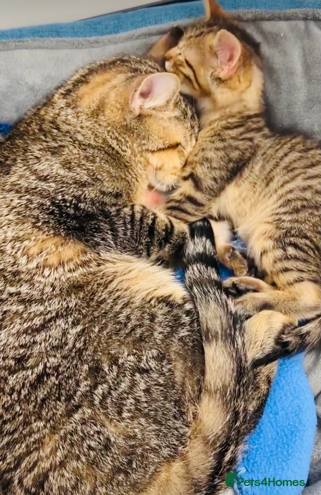 Mixed Breed cats for sale: Absolutely gorgeous litter of Bengal x kittens  - Image 7