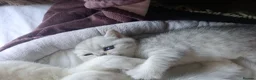 British Shorthair cats for sale: British Shorthair kittens  - Advert 17