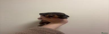Miniature Dachshund Puppy 1