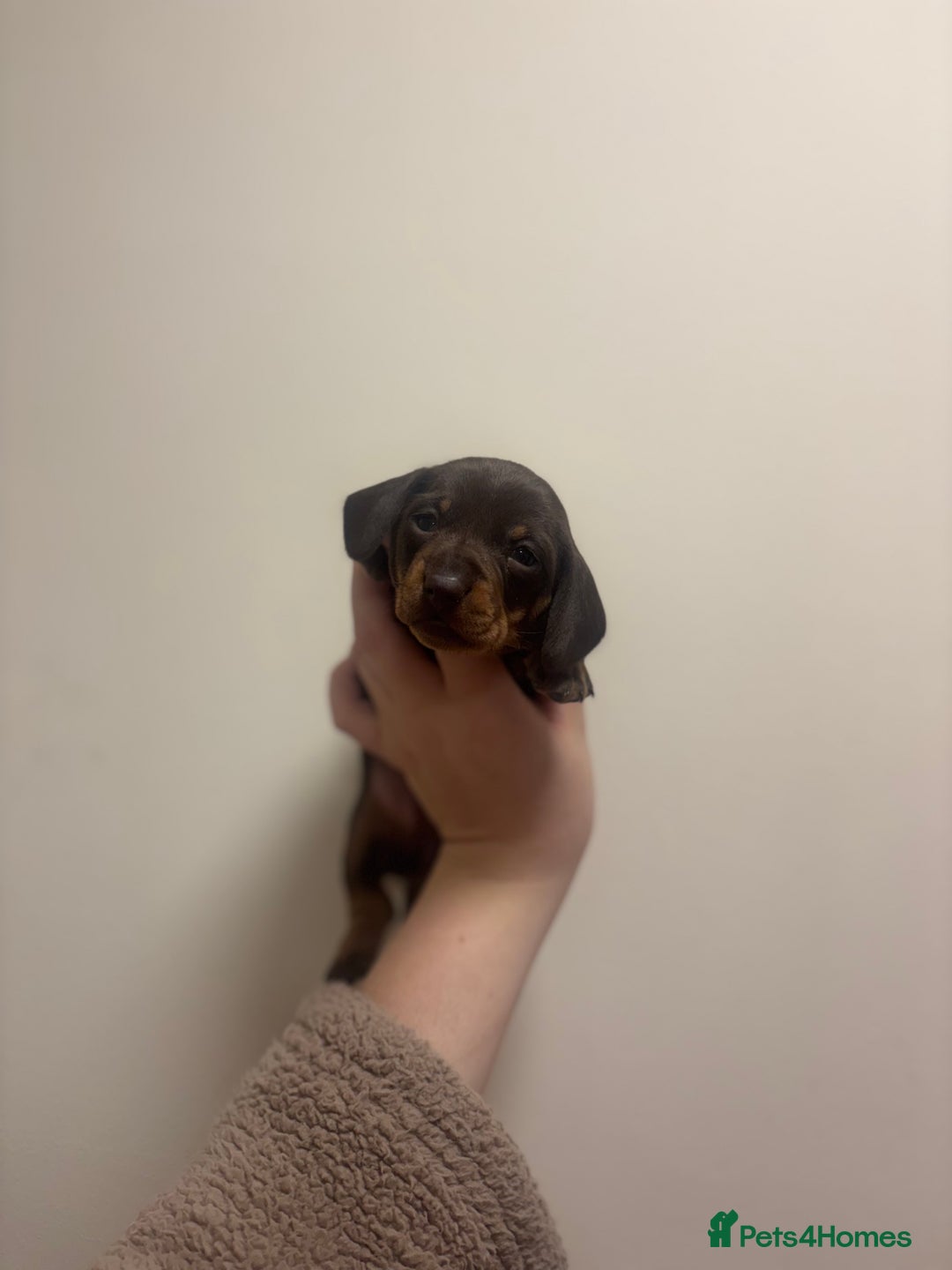 Miniature Dachshund dogs for sale: KC Miniature dachshunds - Advert 19