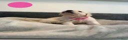 Golden Retriever dogs for sale: Golden Retriever Puppies – 4 Girls & 4 Boys - Advert 27