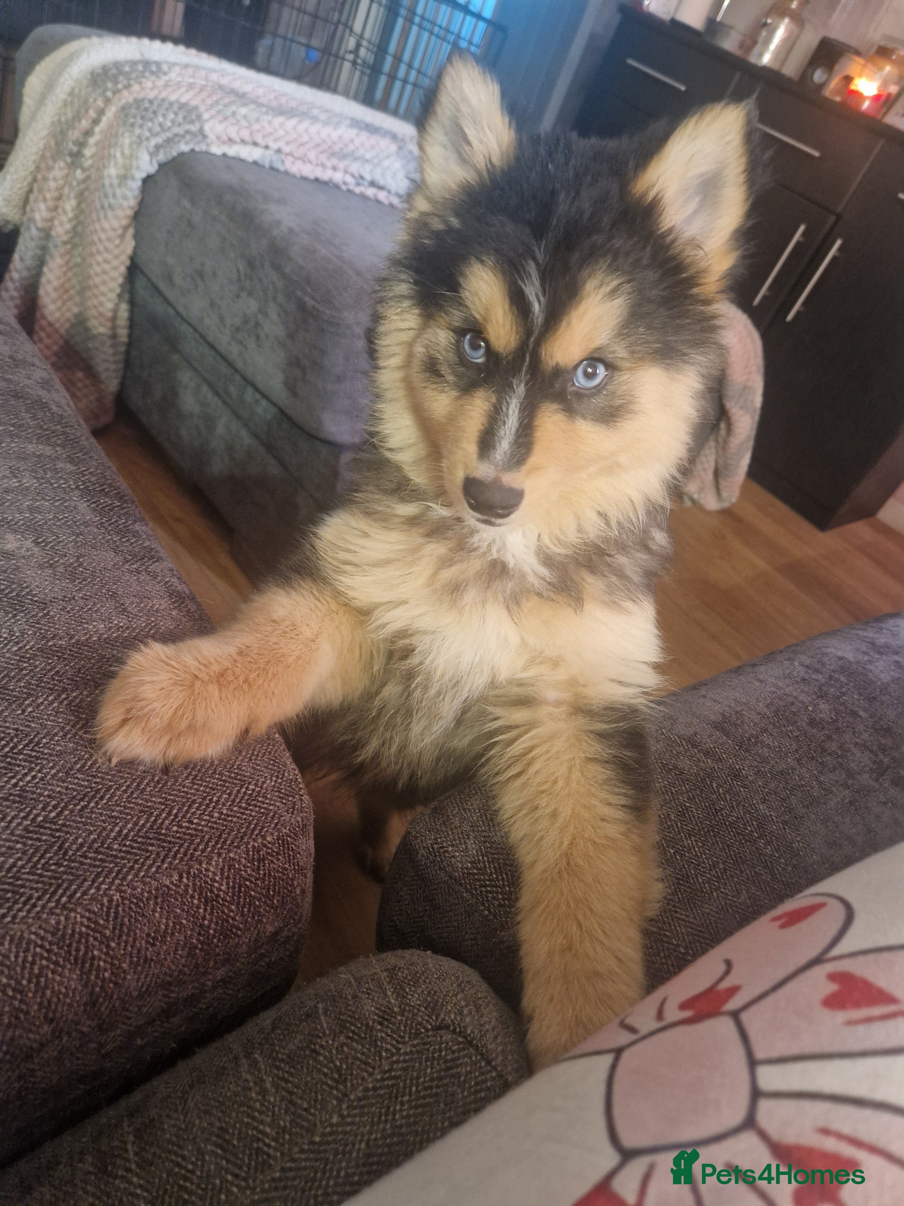 Pomsky dogs Little guy looking his forever home - Advert 5