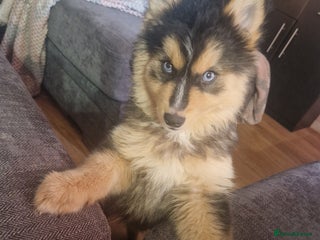 Pomsky dogs Little guy looking his forever home - Advert 5
