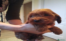 Cockapoo dogs for sale: Cockapoo puppies f1 show) ❤️ fox Red. !!!!!!. - Image 23