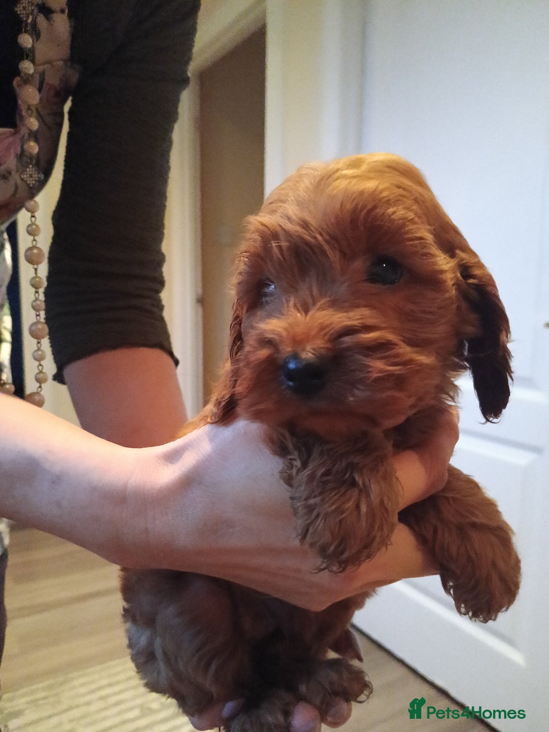 Cockapoo dogs for sale: Cockapoo puppies f1 show) ❤️ fox Red. !!!!!!. - Image 23