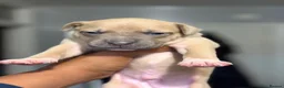 Staffordshire Bull Terrier dogs for sale: Beautiful long legged Staff Litter - Advert 15