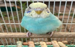Budgerigars birds for sale: Young budgies for sale in Norbury - Image 9
