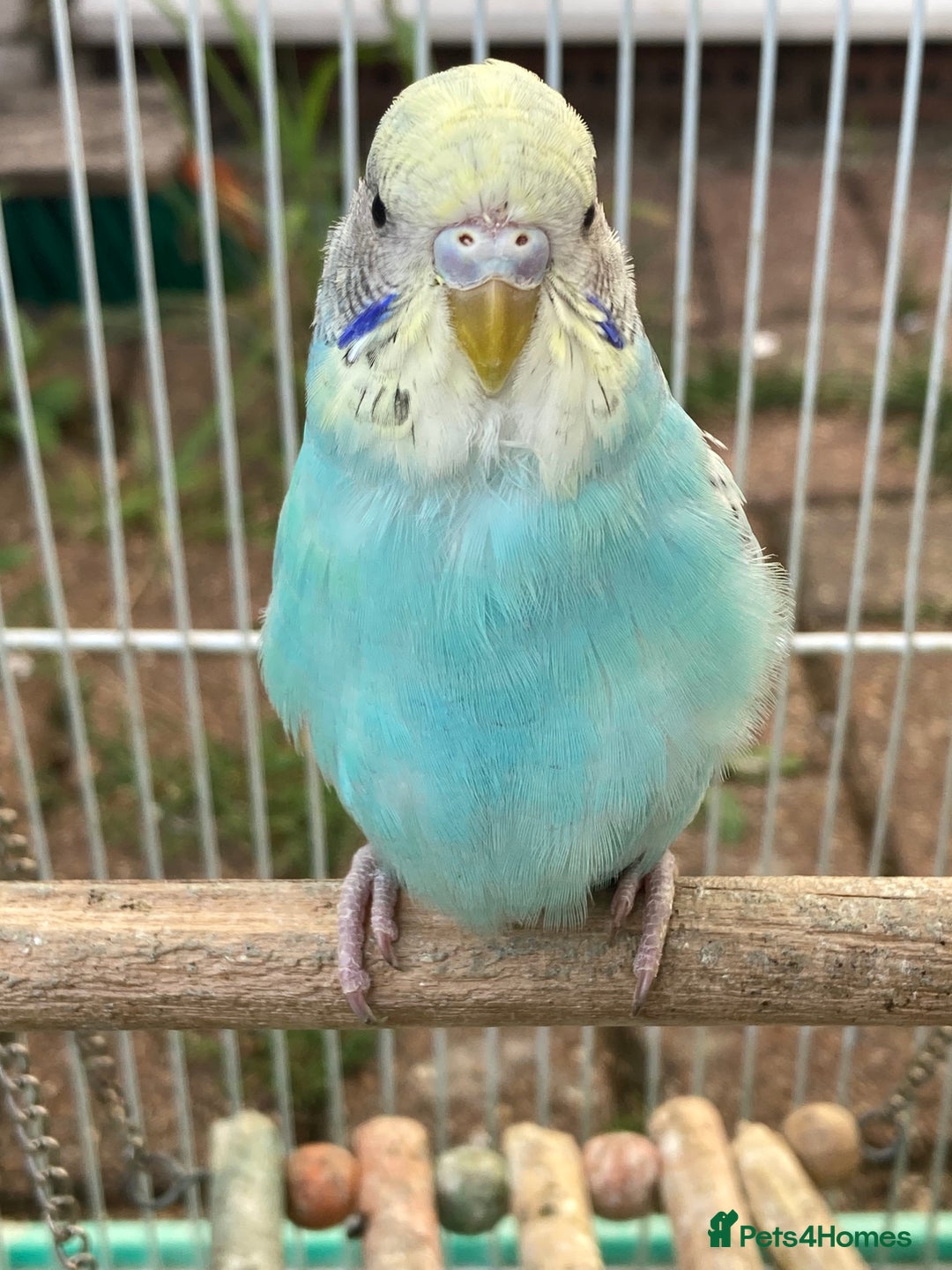 Budgerigars birds for sale: Young budgies for sale in Norbury - Image 9