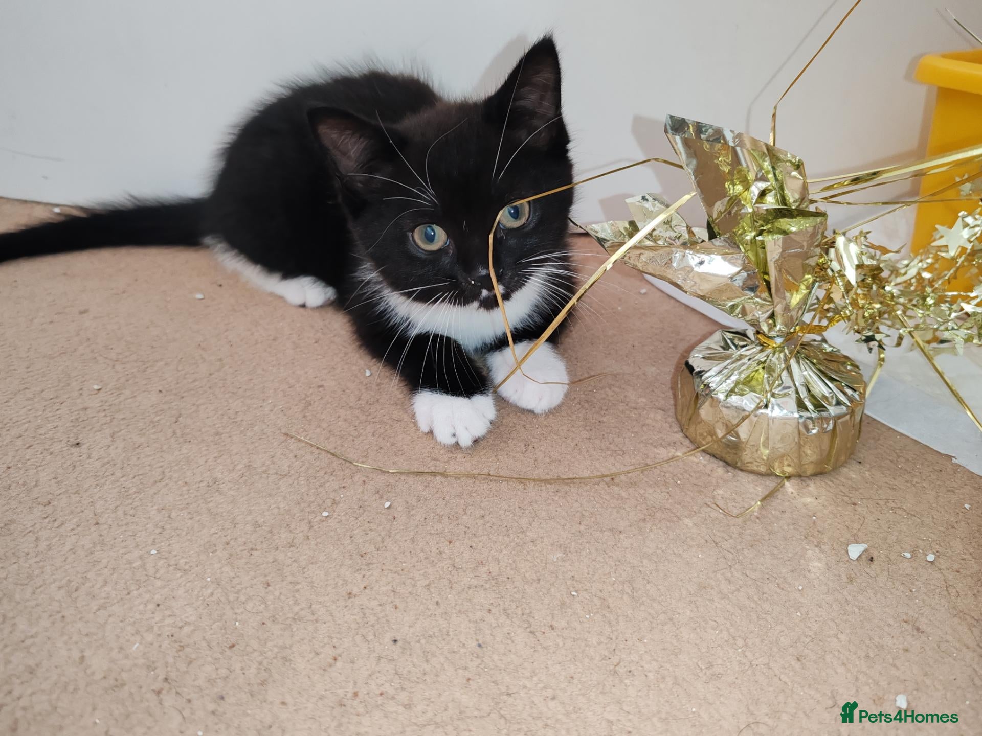 Mixed Breed cats Last baby kitten Tuxedo with Tabby - Advert 11