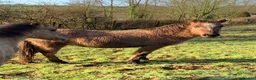 Dartmoor horses for sale: Dun ponies  - Advert 7