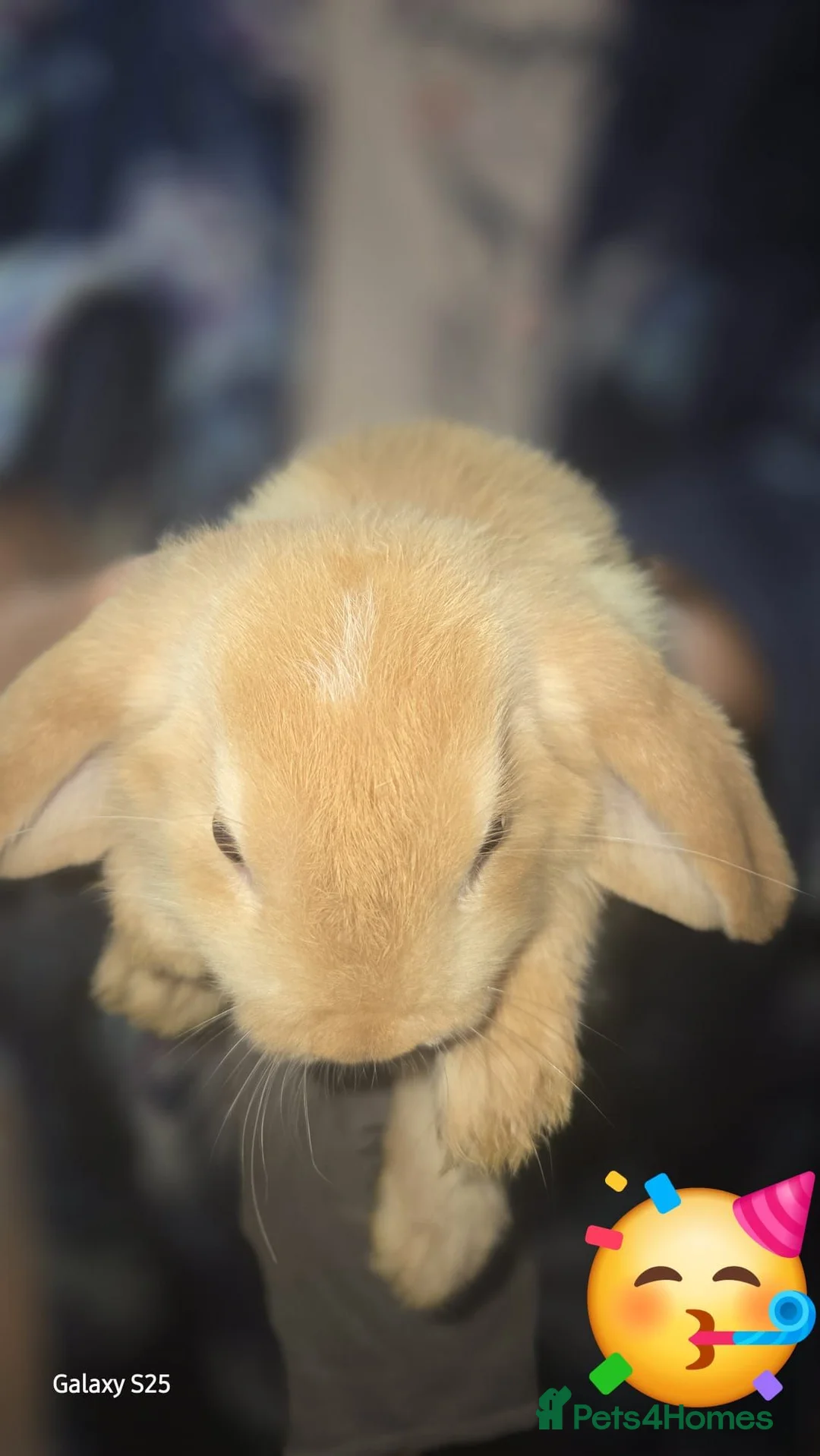 Lionhead rabbits for sale: Rabbits  in Dudley - Advert 2
