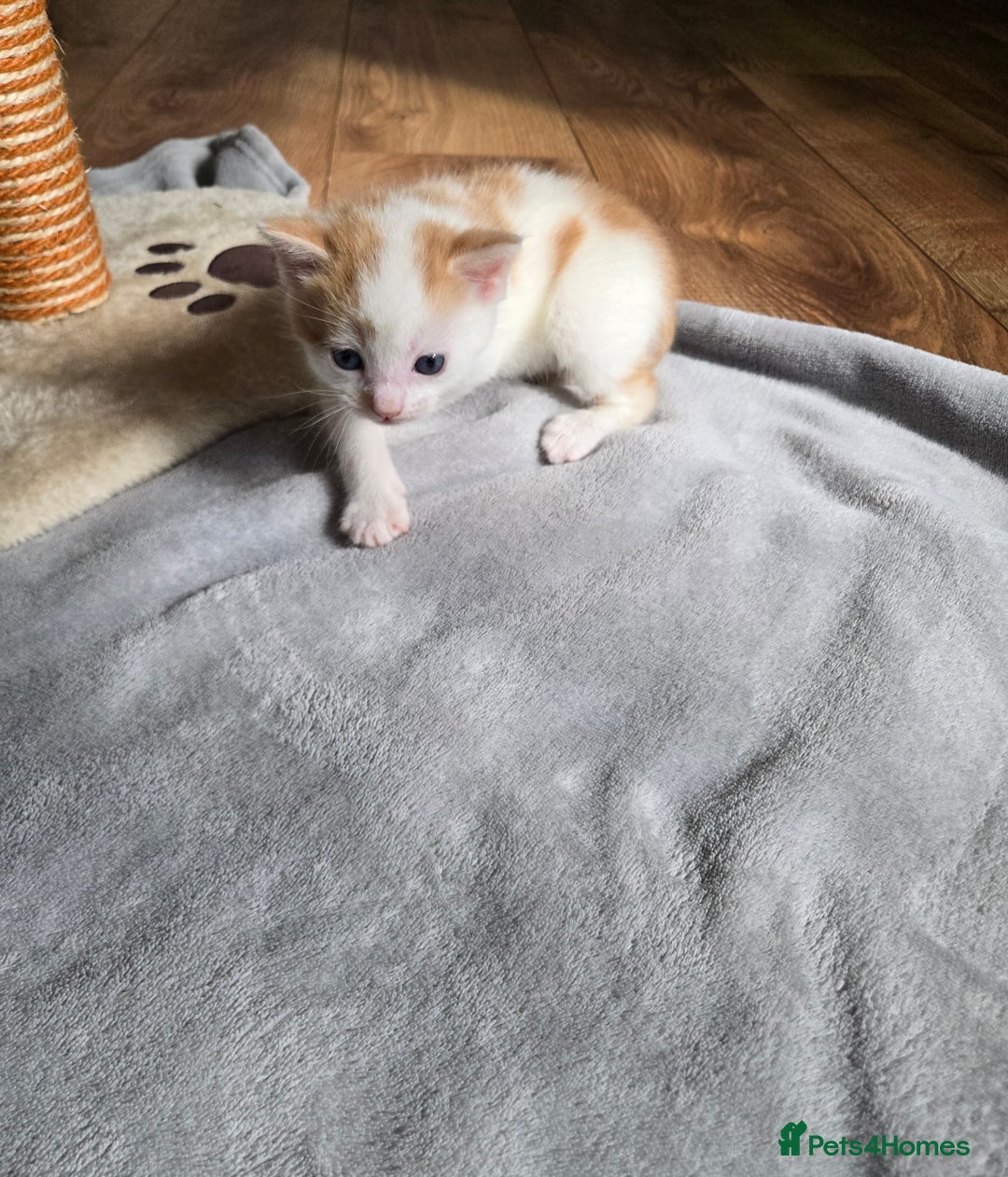 Mixed Breed cats for sale: Beautiful fluffy ginger kittens - Image 12