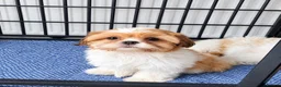Shih Tzu dogs for sale: Little girl! - Advert 2