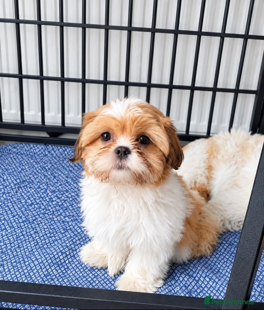 Shih Tzu dogs for sale: Little girl! - Advert 2