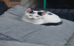 British Shorthair cats for sale: Black and white male 13 week kitten  - Image 3