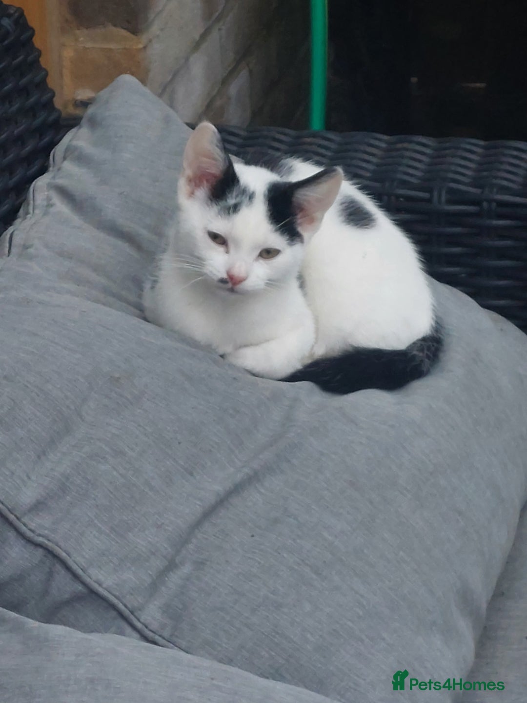 British Shorthair cats for sale: Black and white male 13 week kitten  - Image 3