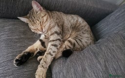Bengal cats for sale: Two loving Bengal Mix Sisters - Image 2