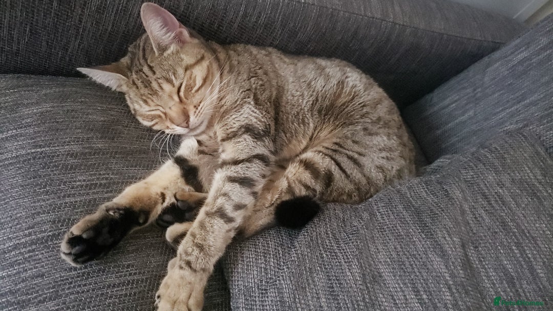 Bengal cats for sale: Two loving Bengal Mix Sisters - Image 2