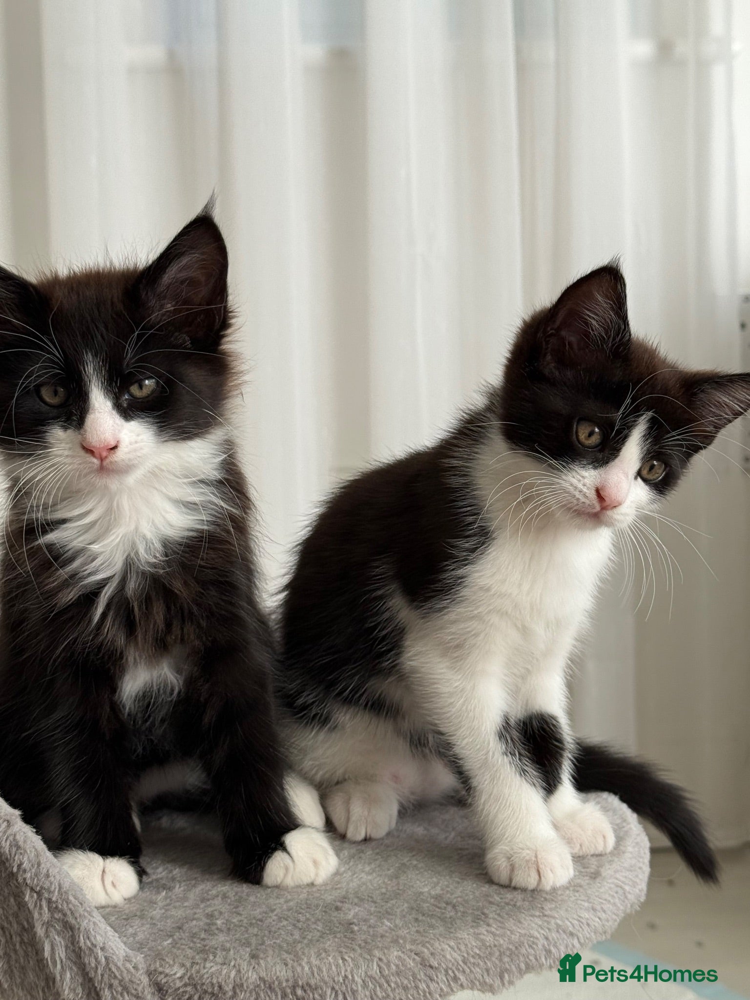 Mixed Breed cats Half Maine Coon Kittens - Beautiful Pair 🐾 - Advert 2