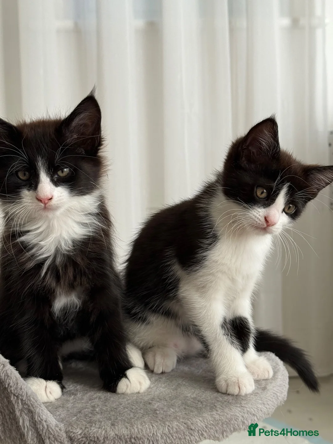 Mixed Breed cats for sale: Half Maine Coon Kittens - Beautiful Pair 🐾 - Advert 2