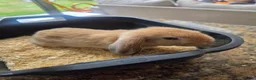 Mini Lop rabbits for sale: Mini Lop Bunnies for sale in Stockport - Advert 8