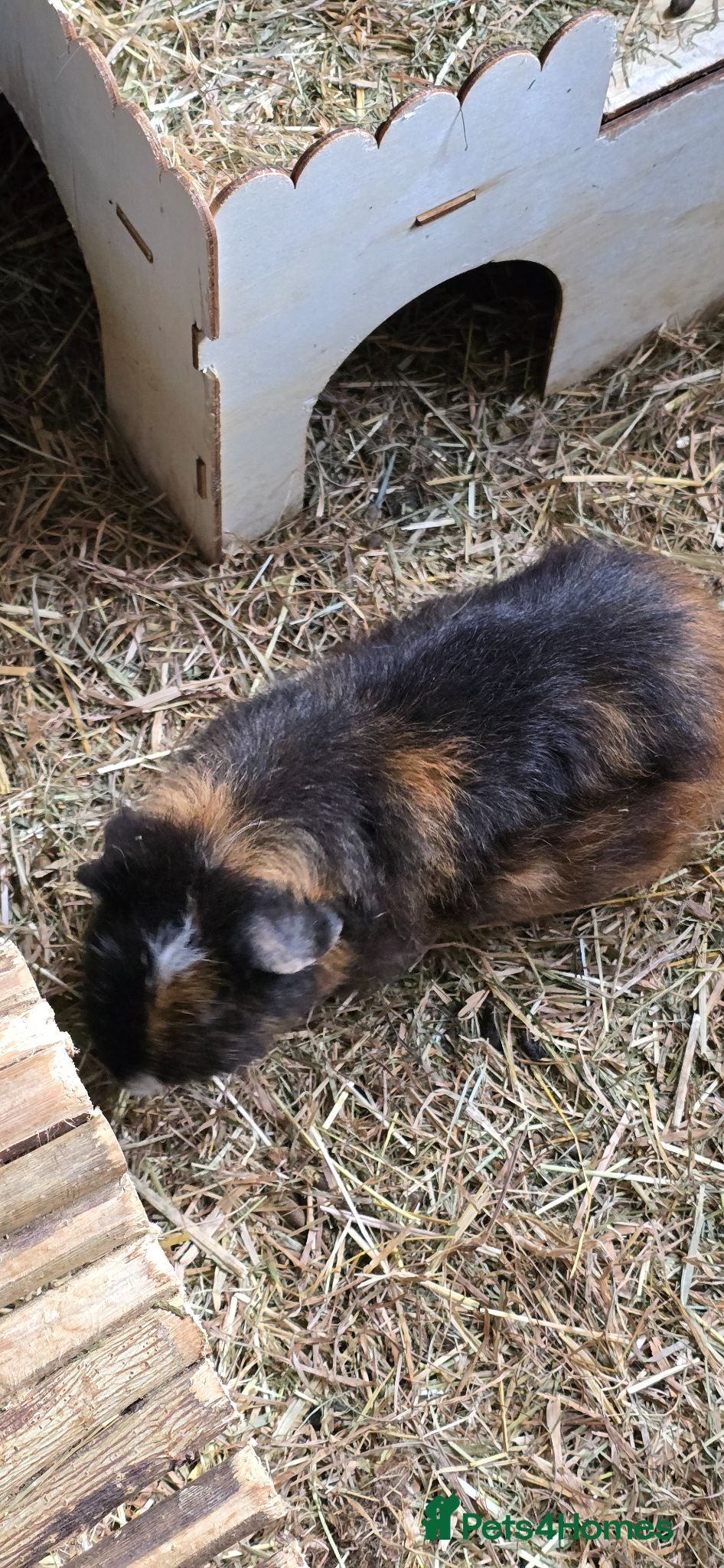 Guinea Pig rodents Guinea pigs - Advert 1