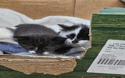 Domestic Shorthair cats for sale: mother cat and 4 kittens all together - Image 10