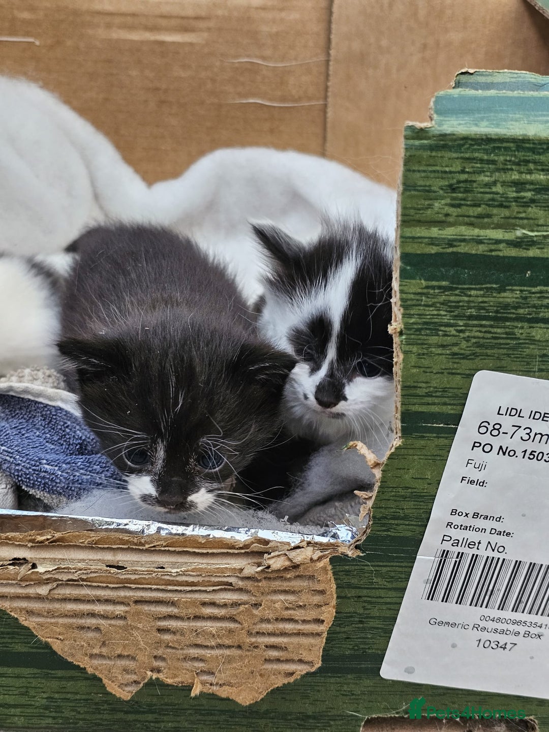 Domestic Shorthair cats for sale: mother cat and 4 kittens all together - Image 10