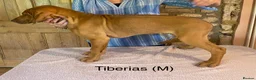 Rhodesian Ridgeback dogs for sale: Young Male KC Reg. Ridgeback  - Advert 5