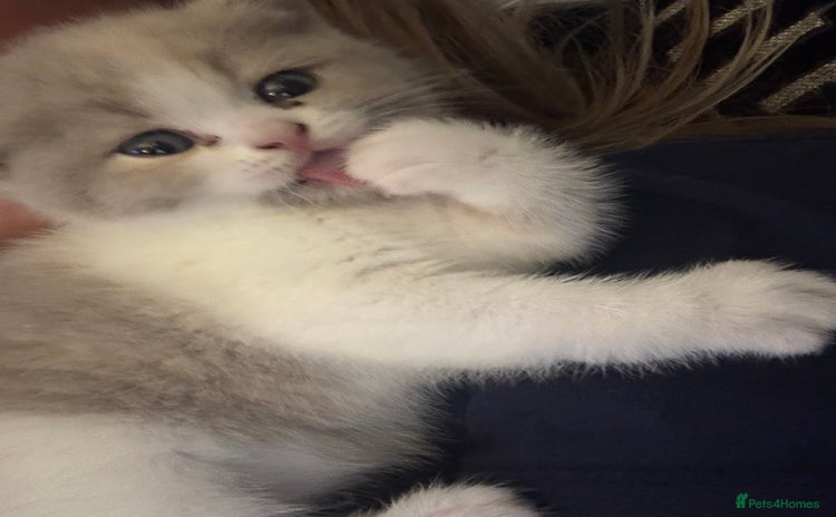 British Shorthair cats 2 Adorable pure bred British Shorthair kittens  - Advert 13