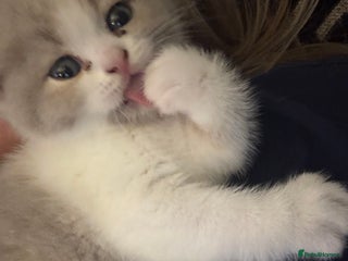 British Shorthair cats 2 Adorable pure bred British Shorthair kittens - Advert 4