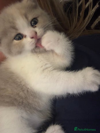 British Shorthair cats 2 Adorable pure bred British Shorthair kittens - Advert 2