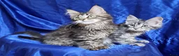 Maine Coon cats for sale: GCCF registered pedigree Maine Coon Kittens  - Advert 13