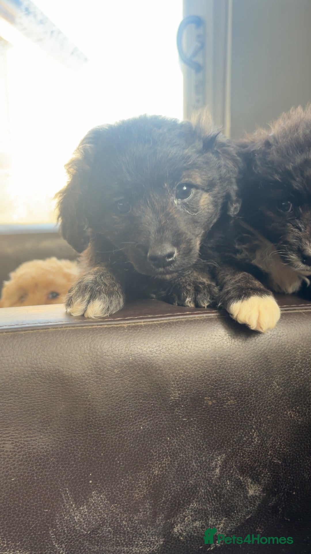Mixed Breed dogs for sale: Cute Corgipoo s in need of home !! - Advert 8