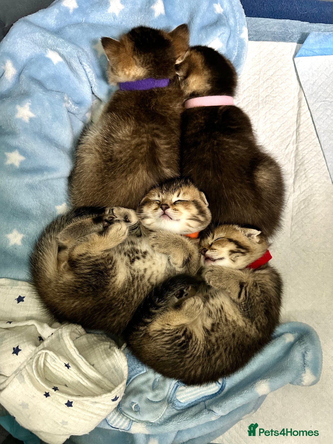Scottish Fold cats for sale: Scottish Fold Kittens ( only 2 left ) - Image 7