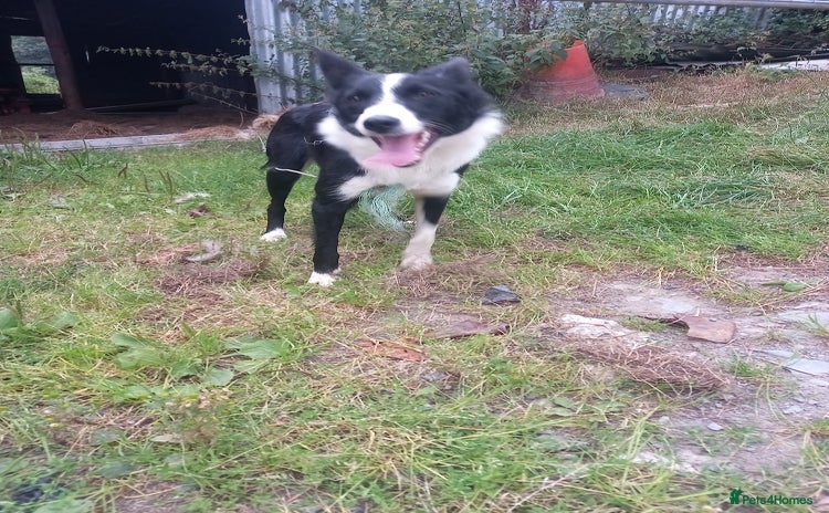 Border Collie dogs - Advert 16