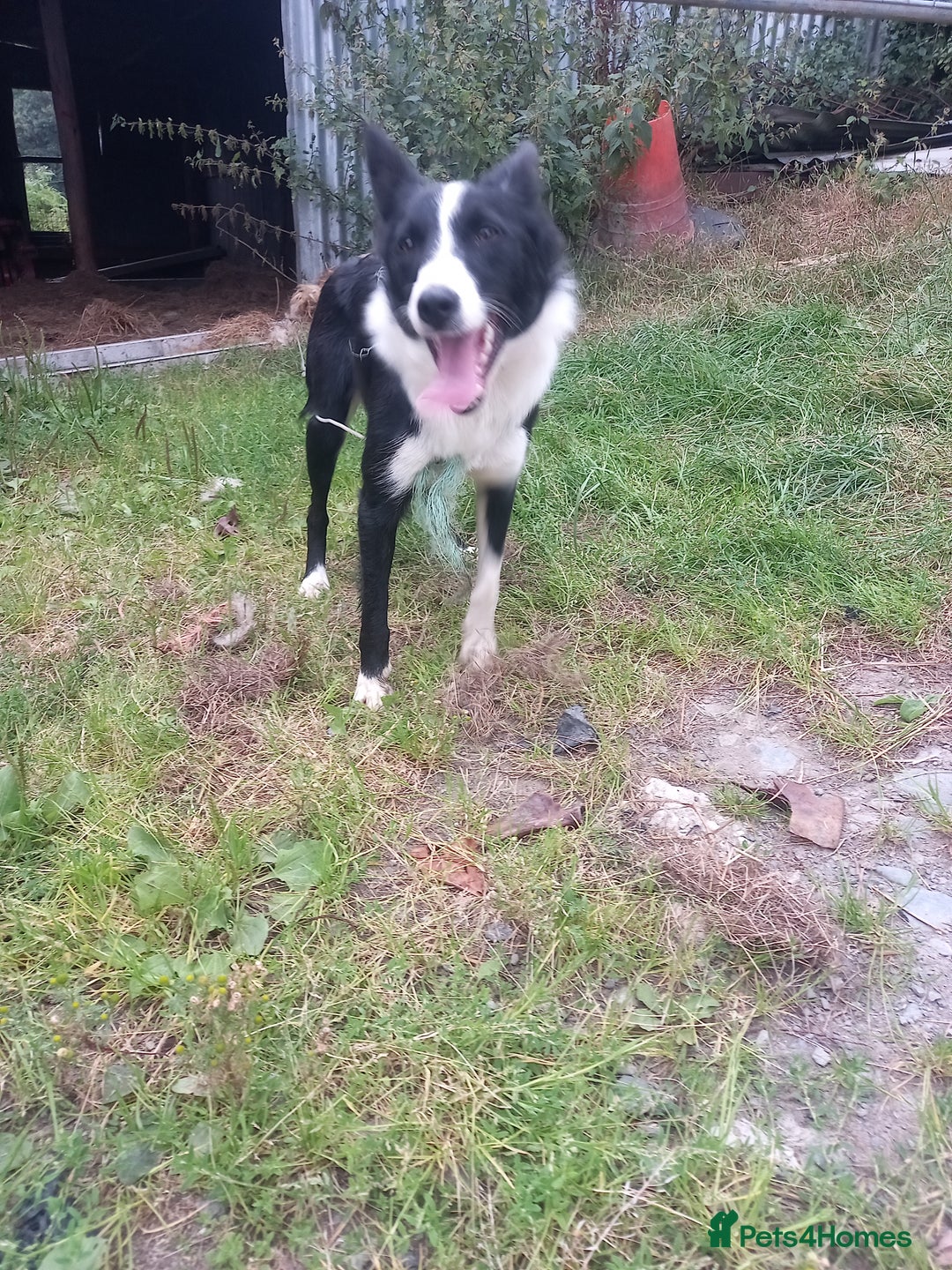 Border Collie dogs for sale: Lovely collie bitch looking for a new home - Image 1